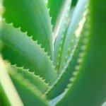 Aloe-Vera-Balsam